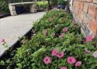 Charmaine Ordeneaux Named March Riverside Garden Of The Month