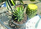 From The Grocery Store To The Garden: A Guide To Homegrown Pineapples