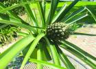 From The Grocery Store To The Garden: A Guide To Homegrown Pineapples