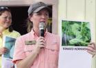 St. James LSU AgCenter Tomato Field Day