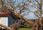 Tree falls on home in Grand Point. Ida Tears Through And Tears Up St. James Parish