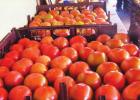 Need Homegrown Tomatoes? Look No Further Than River Road’s Rome Family