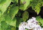 Cercospora leaf spot causes dark spots and defoliation on hydrangeas.