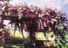 Peggy Martin climbing rose at the home of Jeanne Bourgeois