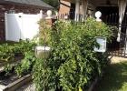 St. James Spring Vegetable Garden Contest