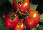 Tomato Field Day