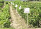 St. James LSU AgCenter Tomato Field Day