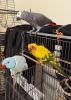 The Three Amigos: (from bottom to top) Sam, the Indian Ring Neck, and Skittles, the colorful Sun Conure, are happy to have their friend Theodore back in the friendly confines of the Gauthier home in Hester. Theo recently flew the coop and spent eight days