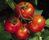St. James Parish Garden Contest